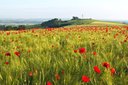Mohnfeld