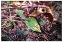 Schattenblümchen Beeren