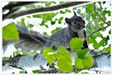 Schwarzes Eichhörnchen