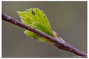 XT2C0737bdt.jpg