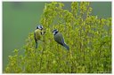 Zwei Blaumeisen