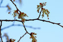 Flatterulme, Blütendetails