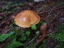 P1000293dt.jpg