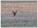 Reh im Kornfeld