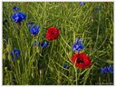 Mohn- und Kornblumen