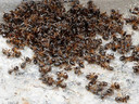 ameisenfriedhof_crop.jpg