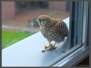 Junges Turmfalkenweibchen mit Beute