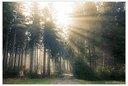 Morgensonne im Wald