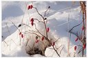 Hagebutten im Schnee