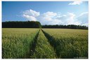 Spuren im Feld