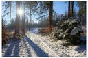 Licht im Wald