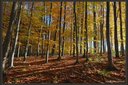 Im Herbstwald