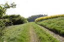 Frisches Gras