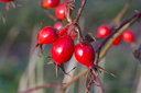 Herbst