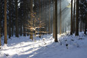 Kleine Buche im Licht