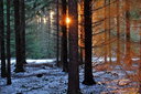 Sonnenlicht im Wald